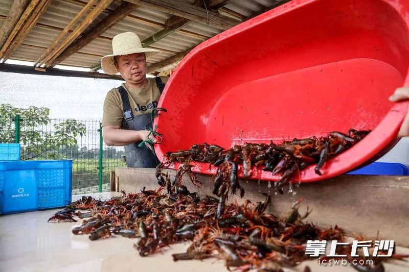 小龙虾养殖大户李北兴在捞虾。长沙晚报通讯员 邹晨虎 龙宇摄影报道