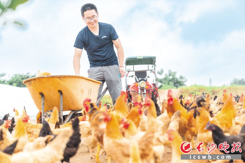 85后心理学硕士谢扬帆返乡创业，乐当“鸡司令”，带着乡亲共同致富。长沙晚报全媒体记者 陈飞 摄