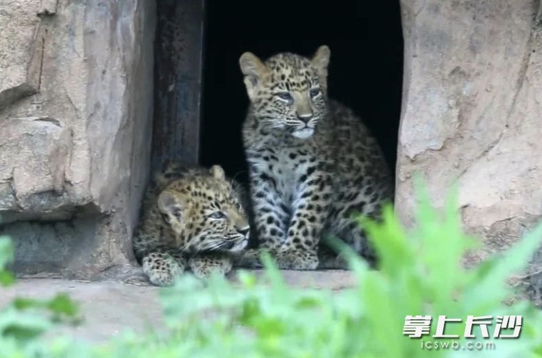 小老虎也在盼着开园。  均为长沙晚报通讯员谭思敏摄