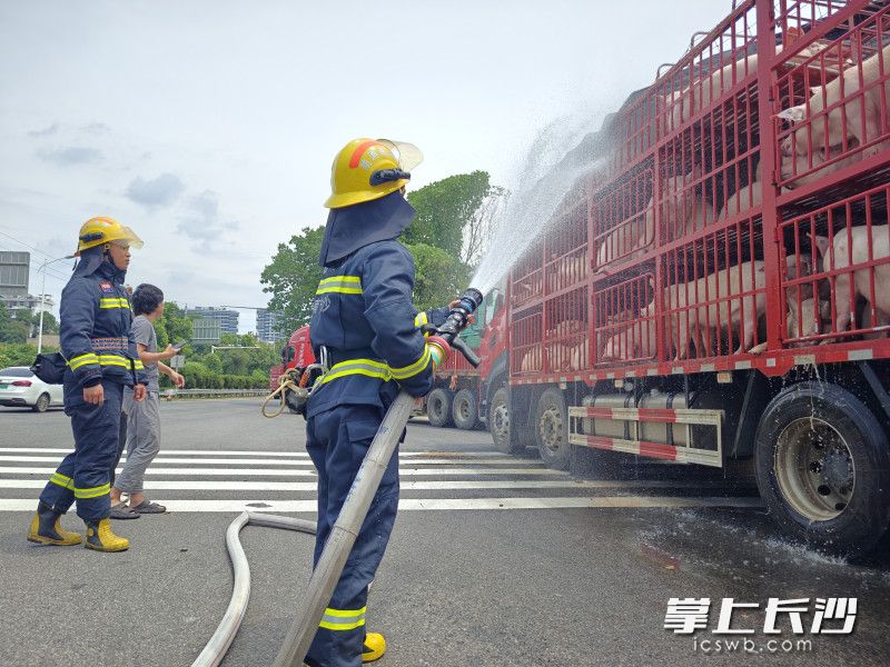 消防救援人员围绕货车全方位不断进行喷水，经过长时间的持续降温，车上的猪恢复了活力。长沙晚报通讯员 颜志红 供图