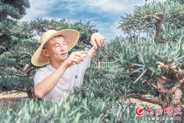 烈日下，张意忙着在自家苗圃里照料罗汉松。长沙晚报全媒体记者 陈飞 摄