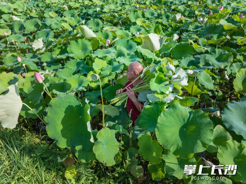 黄政亮在荷花基地采摘荷叶、莲子、莲蓬及藕尖。 均为 长沙晚报全媒体记者 王志伟 通讯员 石亮 摄