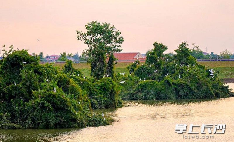 绿岛上，成群结队的白鹭或低飞掠过水面，或优雅地站立在浅滩上觅食。均为长沙晚报通讯员 龙宇 摄