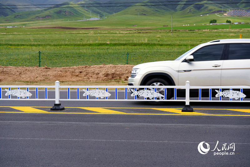 Photo shows road barriers featuring patterns of the naked carp, which is endemic to the Qinghai Lake. (People’s Daily Online/Yang Qihong)