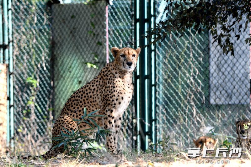 短跑健将猎豹。