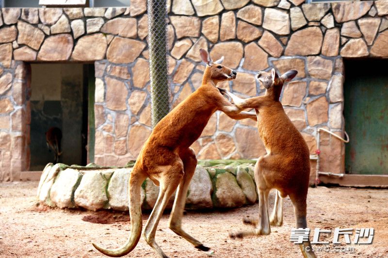 跳远健将袋鼠。