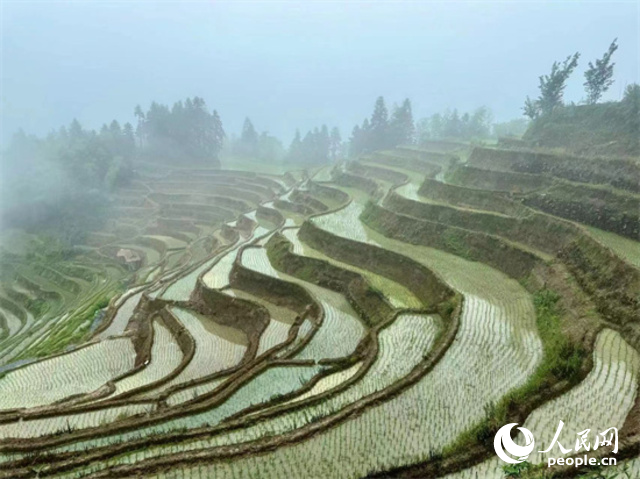 Photo shows a view of the Ziquejie Terraces in Xinhua county, Loudi city, central China's Hunan Province. (People's Daily Online/Liu Wei)
