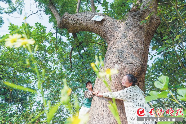 树龄在100年以上的古樟树要三个人手拉着手才刚好环抱住。长沙晚报全媒体记者 邹麟 摄