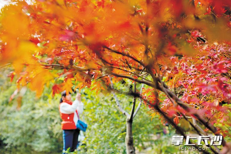 Photo by Li Feng from Changsha Evening News.