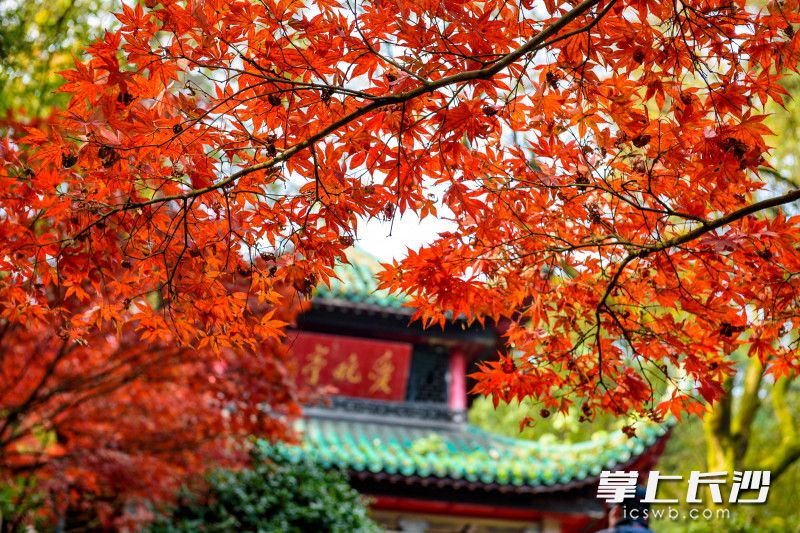 Photo by Chen Fei from Changsha Evening News.