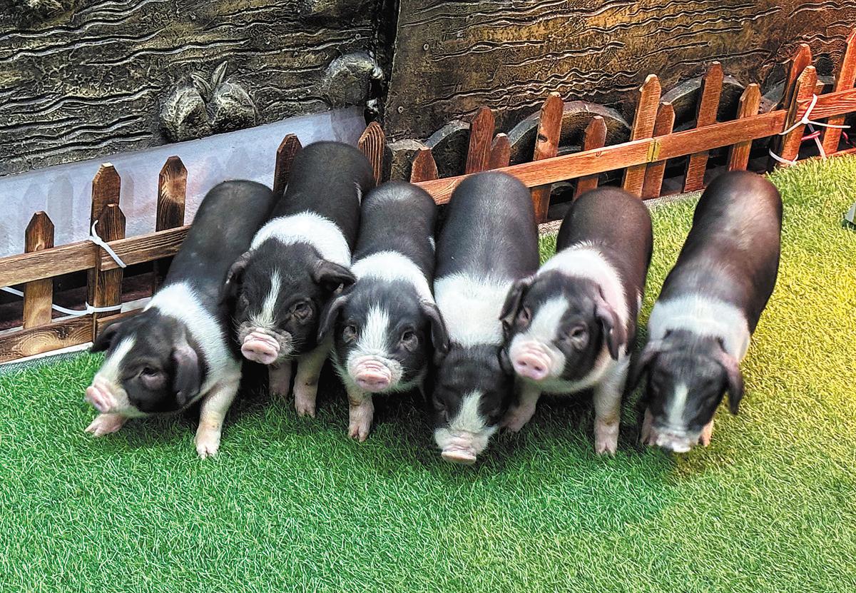 Colored pigs are only raised in Ningxiang. ZOU SHUO/CHINA DAILY