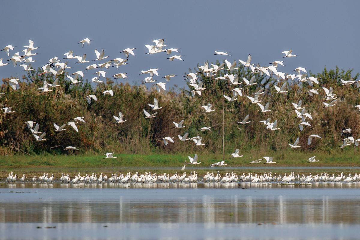 A number of migratory bird species have been spotted in the national natural reserve on the west side of Dongting Lake in Hanshou county, Hunan province. They came from Siberia to spend the winter in warmer areas. [Photo by Zhou Guohua/For chinadaily.com.cn]