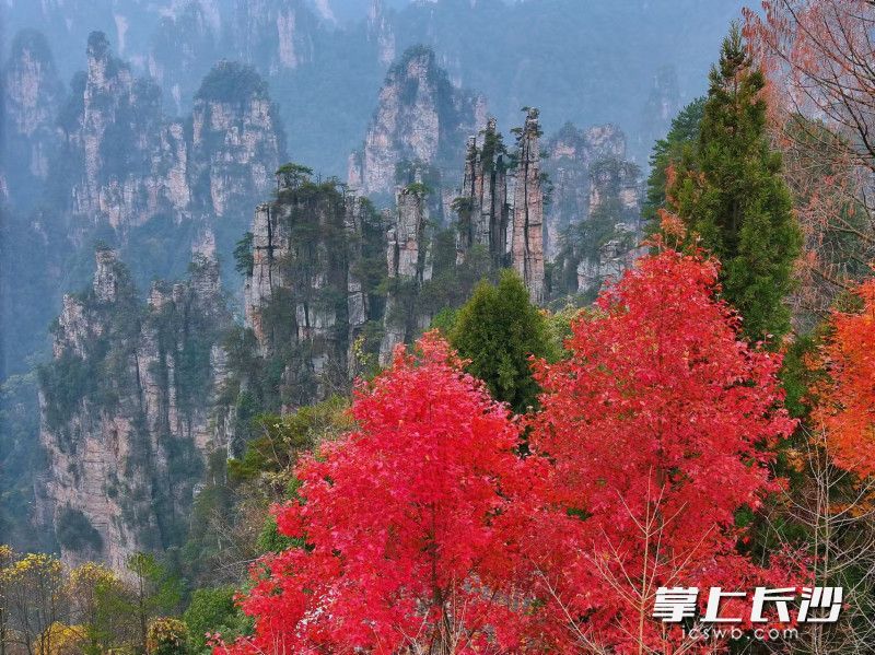 Photo by Wang Zhiwei from Changsha Evening News.