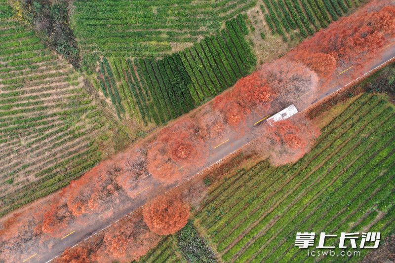 Photo by Wang Zhiwei from Changsha Evening News.