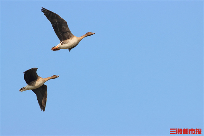Bean geese are seen flying over the East Dongting Lake National Natural Reserve in Hunan. (Photo/Song Yucheng)