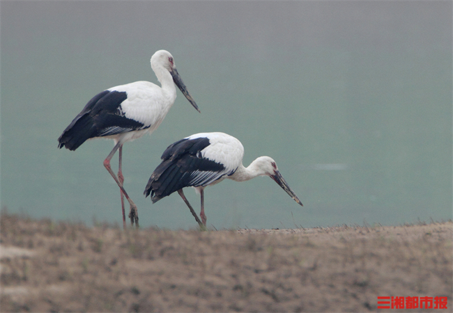 Two oriental storks forage at the East Dongting Lake National Natural Reserve in Huan. (Photo/Yao Yi)