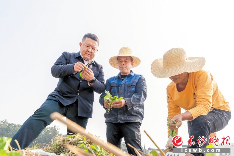 在油菜地里，冯俊凯（左一）和农户一起移栽油菜苗。长沙晚报全媒体记者 周数邑 摄