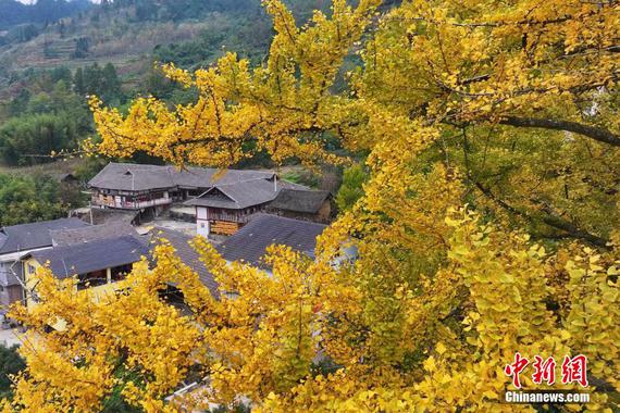 The ancient ginkgo tree in Wulong District, southwest China's Chongqing Municipality (Photo: China News Service / Wang Junjie) 