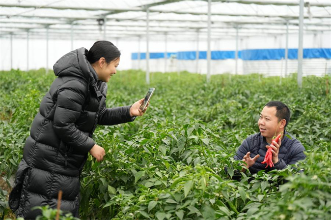 He Xiaozhen (L) shoots a video of her husband Xiao Shenglan picking peppers at Xiao's farm in Ningxiang City, central China's Hunan Province, Feb. 6, 2025. (Xinhua/Xue Yuge)
