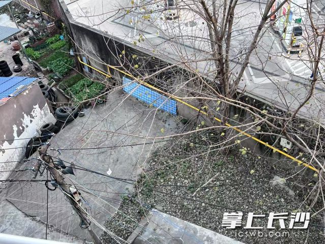 整改前，从上往下看，杂乱的电线、交错的树枝缠绕在一起分不清。均为长沙晚报全媒体记者 舒元臻摄