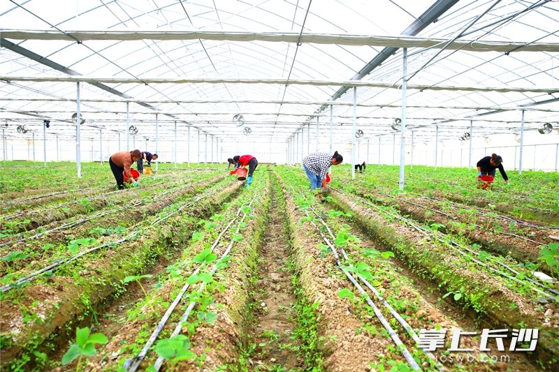 在位于宁乡夏铎铺镇凤桥社区的时代阳光现代农业产业园的智能大棚里，村民们正在种植新品种。长沙晚报全媒体记者 张禹 摄