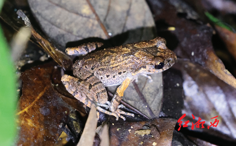 Leptobrachella yongshunensis. Photo by  xxnet.com.cn.
