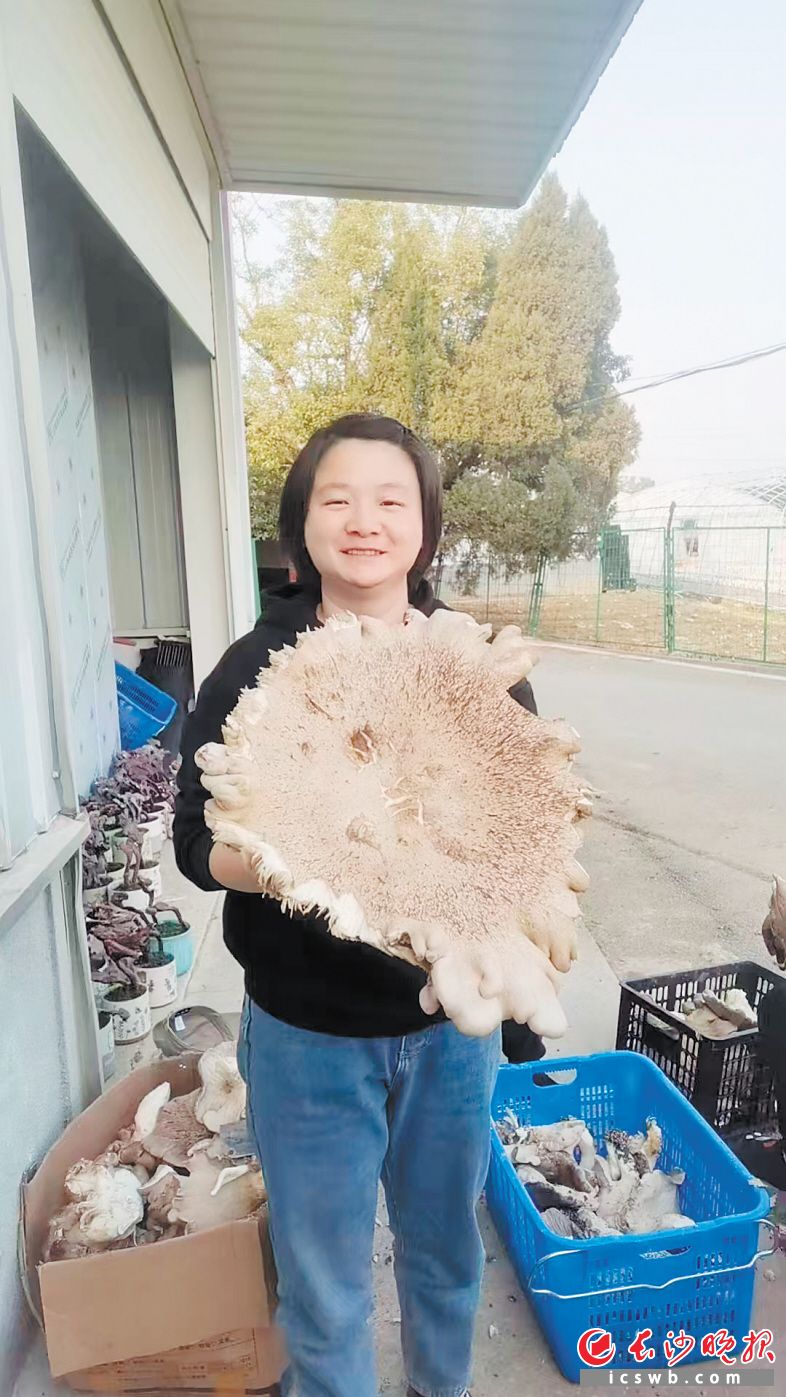 余晨种出的“蘑菇王”。　　受访者供图