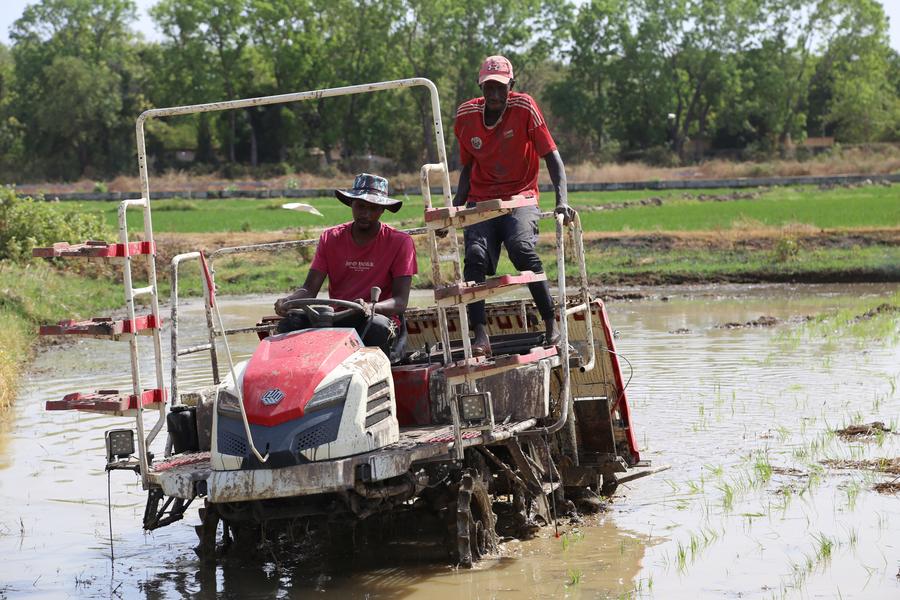 Local farmers work for the China-Gambia agricultural technology cooperation project in Central River Division, Gambia, on March 13, 2025. (Xinhua/Si Yuan) 