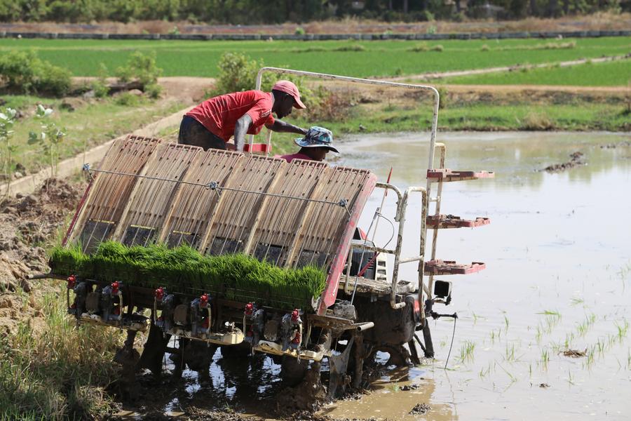 Local farmers work for the China-Gambia agricultural technology cooperation project in Central River Division, Gambia, on March 13, 2025. (Xinhua/Si Yuan)