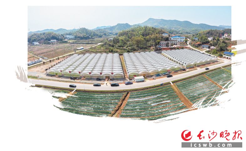 白箬育秧基地，为湘江新区规模较大的育秧基地之一。陈飞 摄