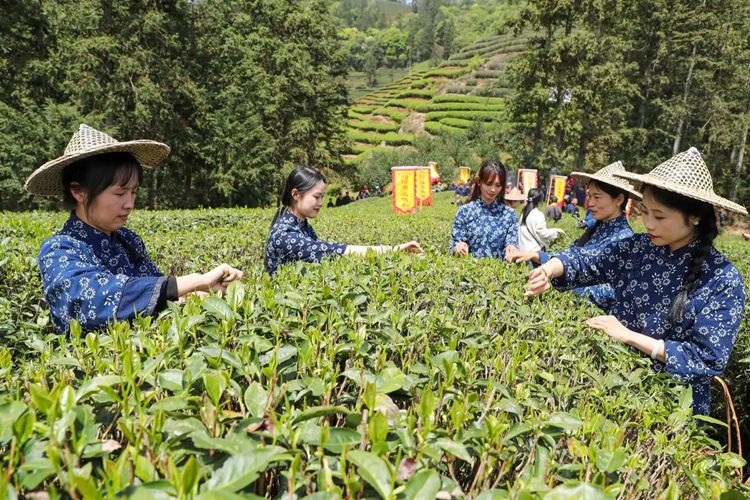 2025年4月13日，福建武夷山市星村镇朝阳村茶农在生态茶园展示采茶。新华社发（邱汝泉摄）