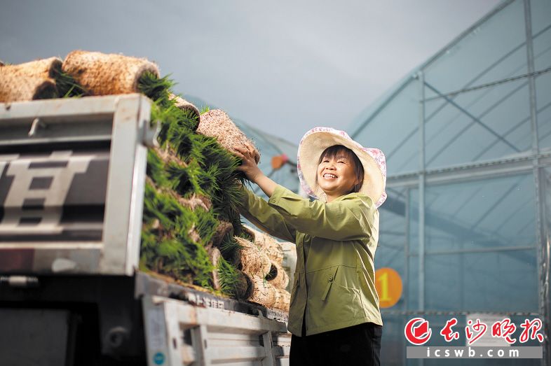 　　望城区四祥生态种养专业合作社育秧基地，理事长彭兴辉正搬运早稻秧苗。这位拥有高级职称的新农人，坚持通过技术升级让科技种田越种越“甜”。