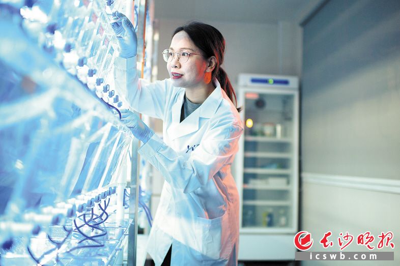 　　望城经开区澳优全球研发中心的生命营养基础科研中心，研究员董玲在进行斑马鱼实验。