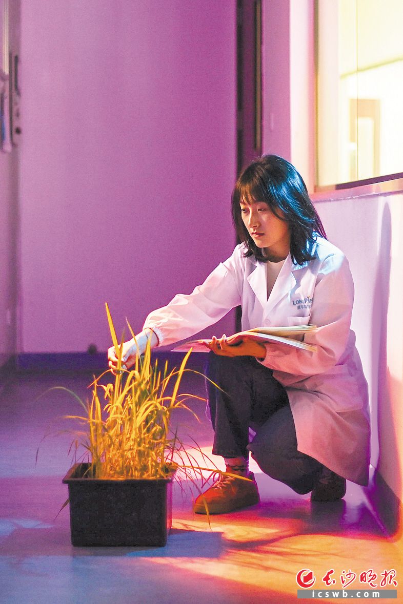 　　湖南隆平高科种业科学研究院，生物技术实验室在读硕士研究生陈鑫玮在观察水稻生长情况。均为长沙晚报全媒体记者黄启晴 摄