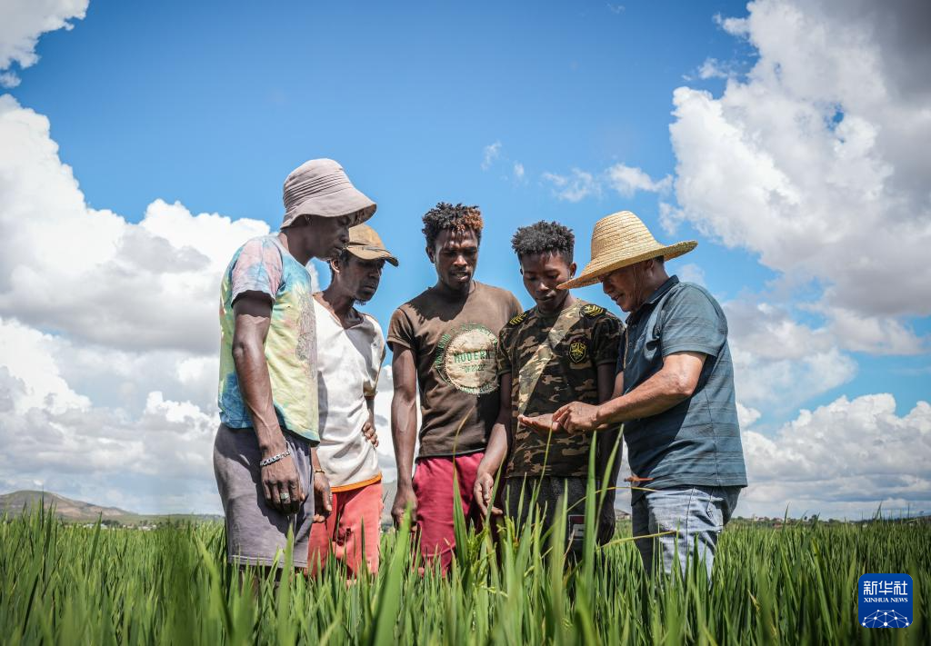In Madagascar, Chinese agronomist Hu Yuefang (first from the right) introduces the growth situation of rice to local rice farmers.