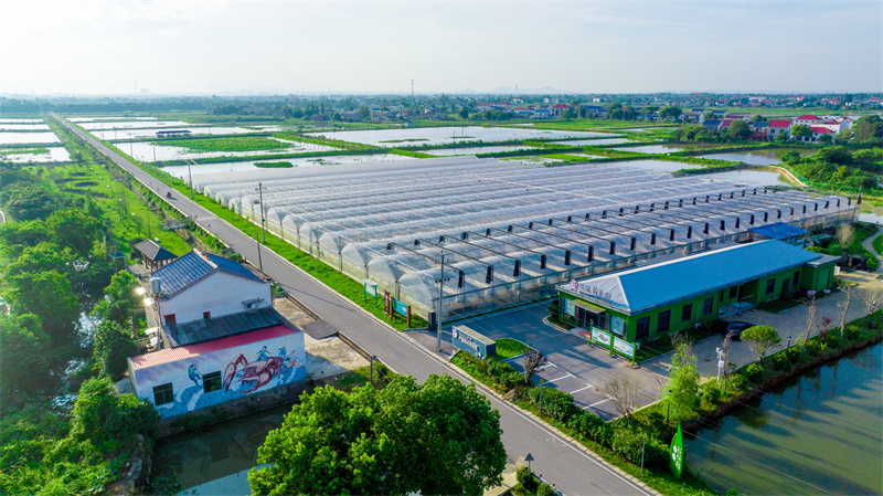 Aerial photo shows a crayfish-lotus farming base in Qiaokou town, Wangcheng district of Changsha, central China's Hunan Province. (Photo courtesy of the Publicity Department of the Communist Party of China Wangcheng District Committee)