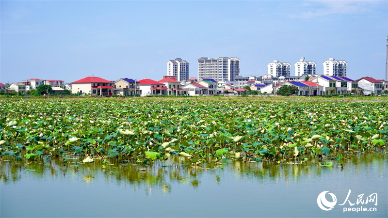 Photo shows a lotus pond in Qiaokou town, Wangcheng district of Changsha, central China's Hunan Province. (People's Daily Online/Wu Xiwei)