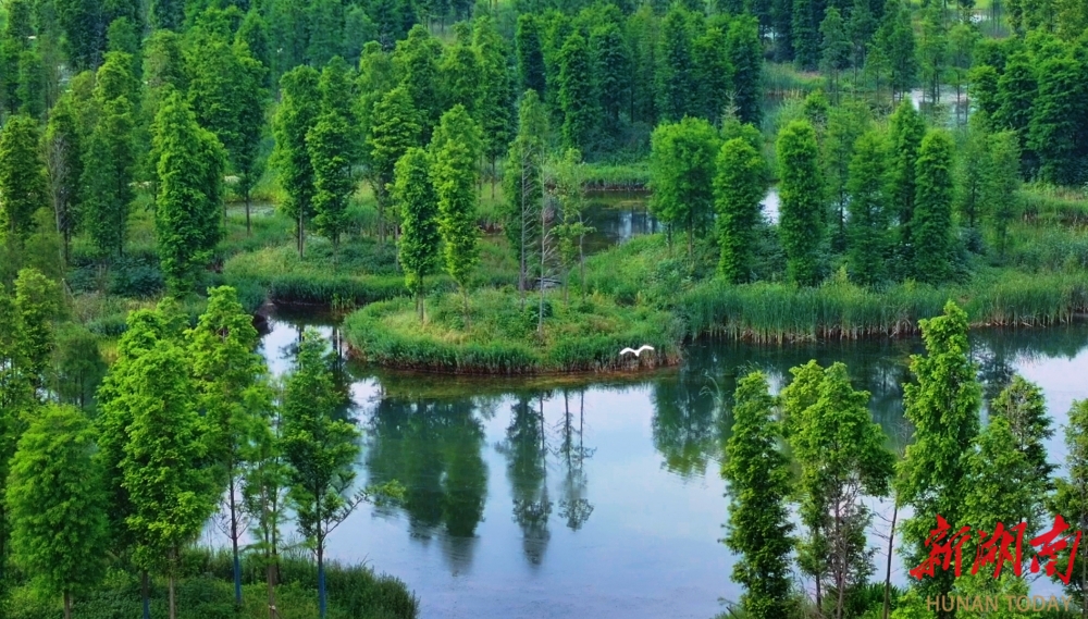 大泽湖近自然湿地公园的树岛。