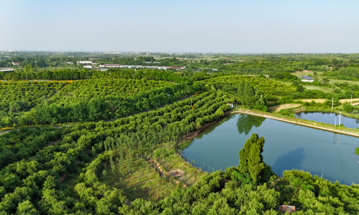 这是河南省光山县槐店乡的司马光油茶园（2024年5月15日摄）。（受访者供图）
