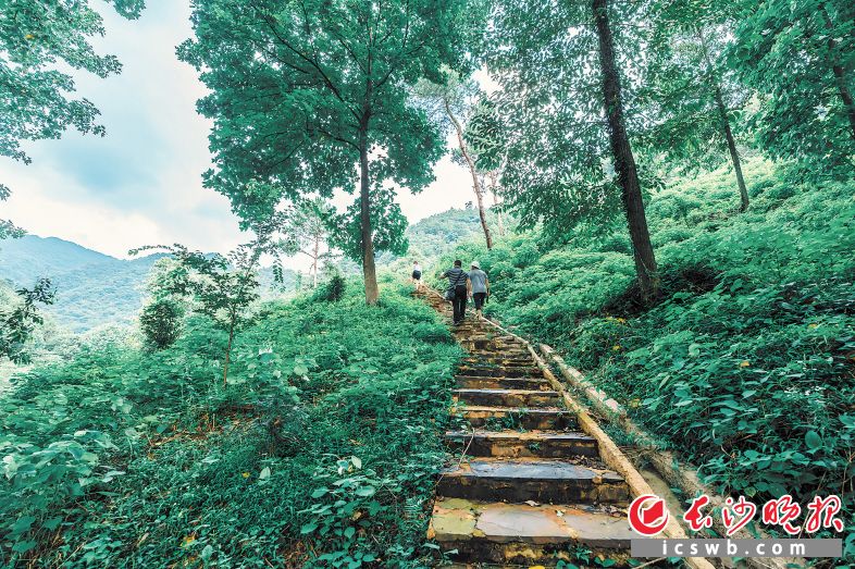 走读团沿山石小径走进月山的怀抱，感受山林的静谧与历史的沧桑。图片均为长沙晚报全媒体记者 陈飞 摄