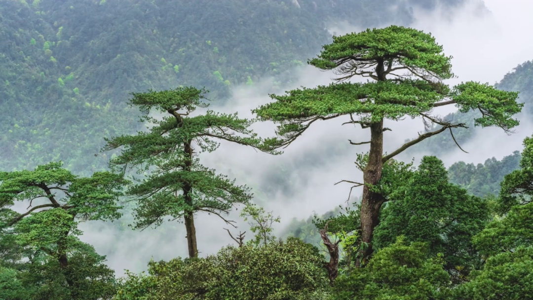 宜章莽山。
