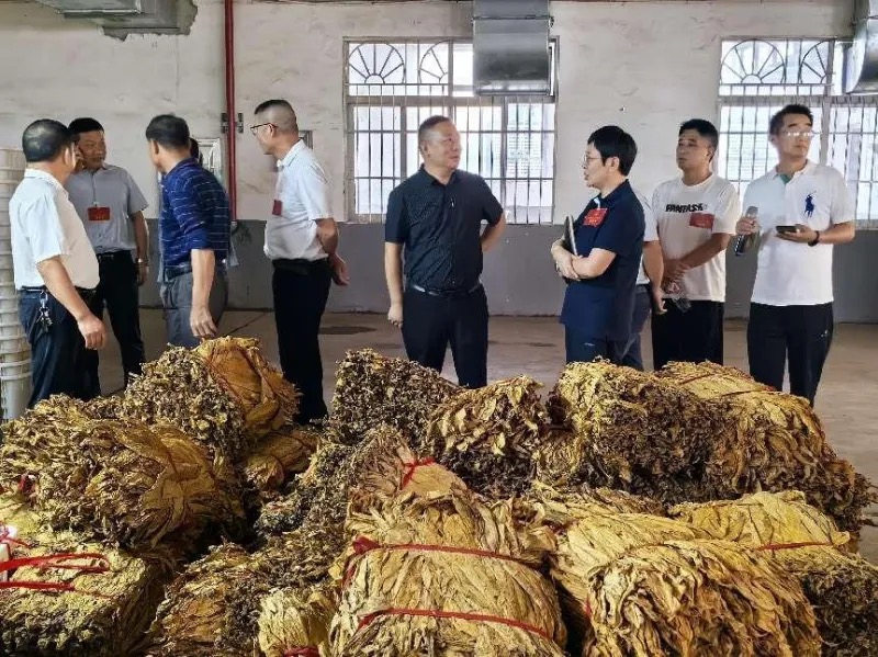 永安镇人大代表走进烟草站全程跟踪烟叶收购过程，守护烟农利益。