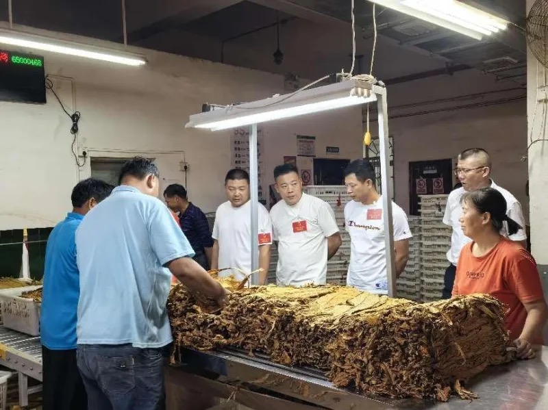 镇人大代表在烟叶定价过磅点，随机对电子计量数据抽查监督。