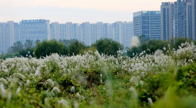 组图|湘江河畔芦花如雪,打卡正当时