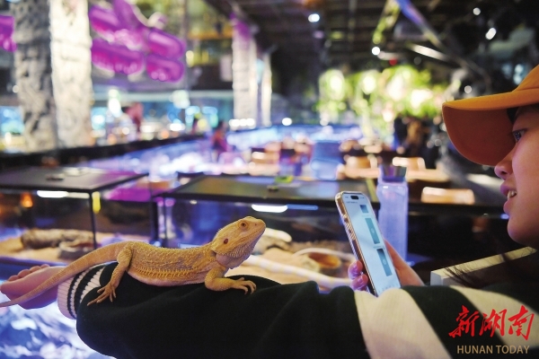 12月3日,长沙市天心区,主打动物主题和玛雅文化特色的玛雅之城餐厅。湖南日报全媒体记者 童迪 摄 12月3日,长沙市天心区,主打动物主题和玛雅文化特色的玛雅之城餐厅。湖南日报全媒体记者 童迪 摄