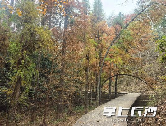 大山冲森林公园的水泥栈道蜿蜒向前,两旁是挺拔的水杉林。刘洋 摄 大山冲森林公园的水泥栈道蜿蜒向前,两旁是挺拔的水杉林。刘洋 摄