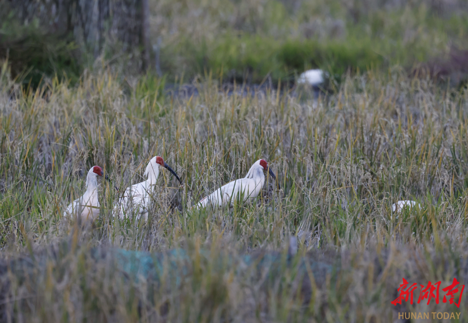 11月28日,新宁崀山朱鹮野化基地,国家一级重点保护野生动物朱鹮在此悠然栖息。作为全球纬度最低的朱鹮野生种群繁育地,南山国家公园候选区自2022年起,分两批在崀山片区野化放归了24只朱鹮。 11月28日,新宁崀山朱鹮野化基地,国家一级重点保护野生动物朱鹮在此悠然栖息。作为全球纬度最低的朱鹮野生种群繁育地,南山国家公园候选区自2022年起,分两批在崀山片区野化放归了24只朱鹮。