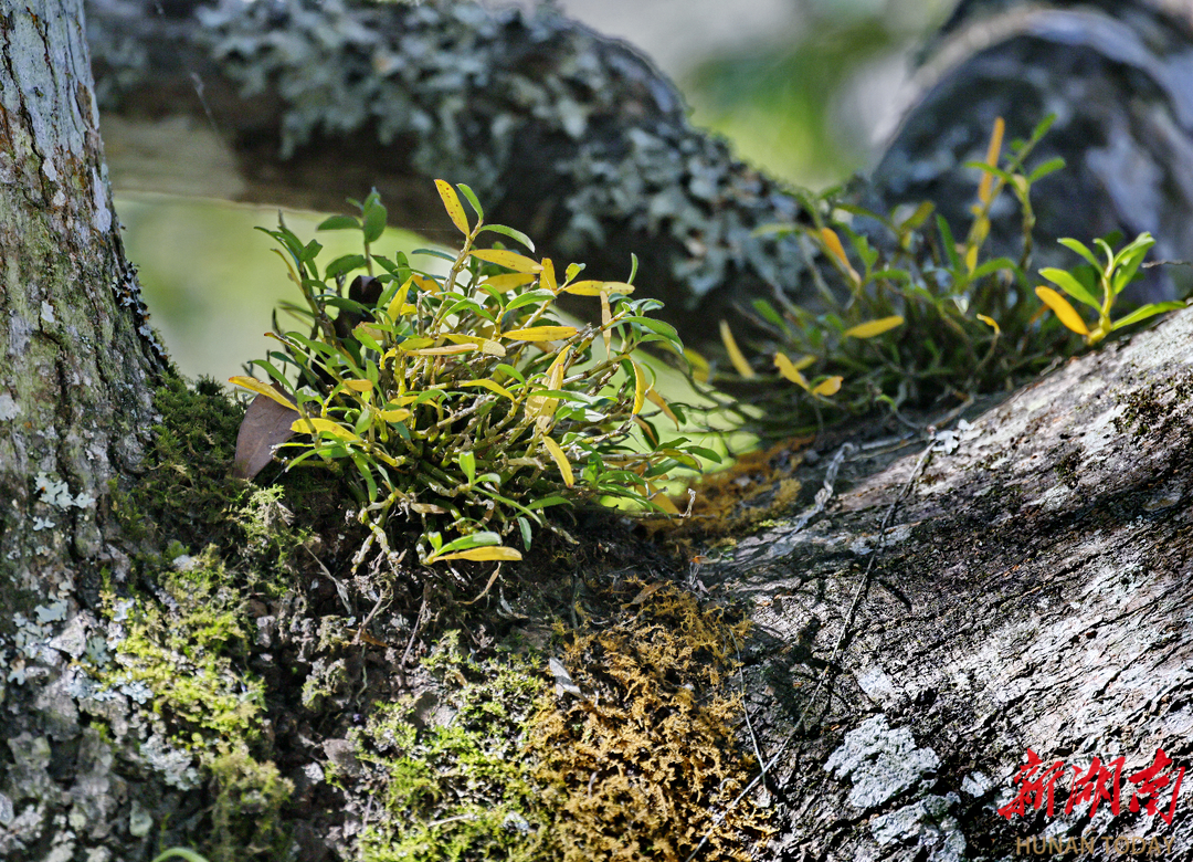 位于绥宁县的南山国家公园候选区黄桑片区,刨花润楠树干上布满河南石斛,长势良好。近日,该片区科研人员巡查时记录到这种国家二级保护植物。这是该区域自2013年以来首次发现野生种群,标志着当地生态保护工作取得显著成效。 位于绥宁县的南山国家公园候选区黄桑片区,刨花润楠树干上布满河南石斛,长势良好。近日,该片区科研人员巡查时记录到这种国家二级保护植物。这是该区域自2013年以来首次发现野生种群,标志着当地生态保护工作取得显著成效。
