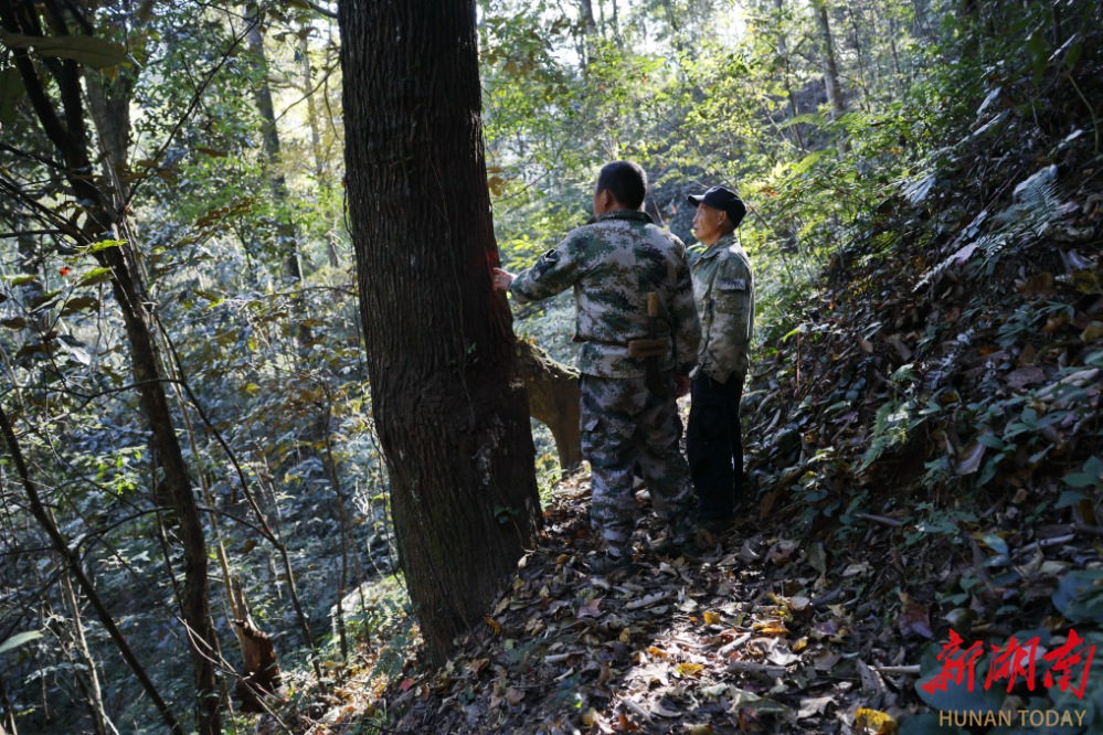 11月30日,位于绥宁县的南山国家公园候选区黄桑片区,护林员在日常巡护。 11月30日,位于绥宁县的南山国家公园候选区黄桑片区,护林员在日常巡护。
