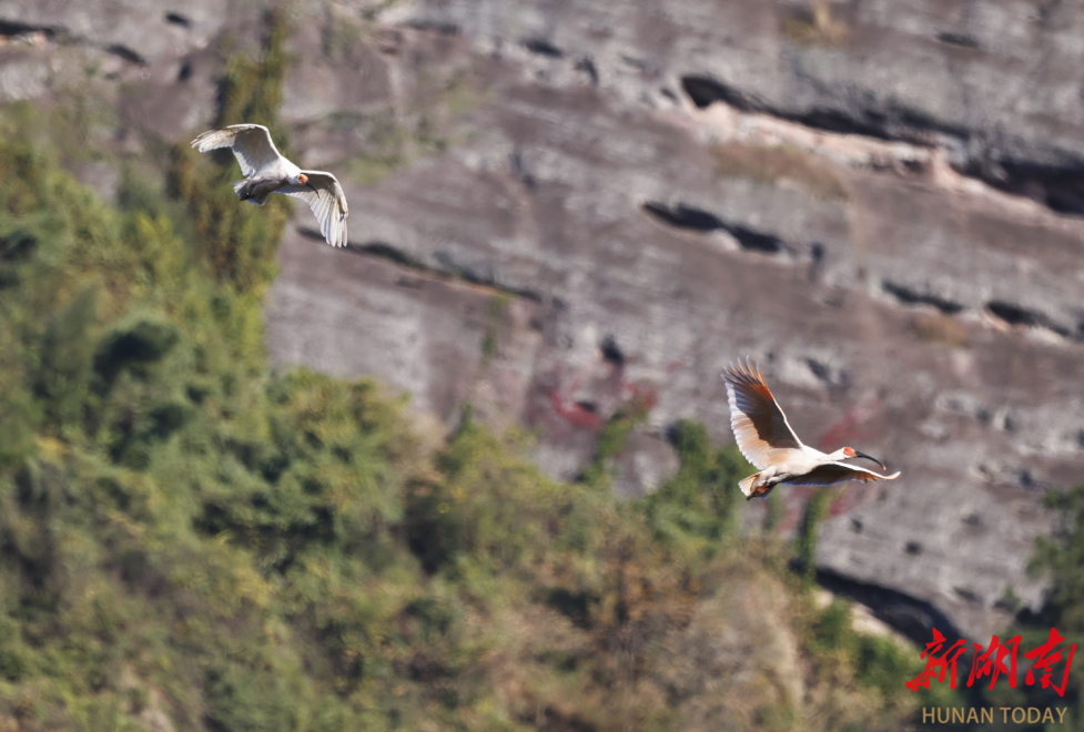 11月28日,新宁崀山朱鹮野化基地,国家一级重点保护野生动物朱鹮在此悠然栖息。作为全球纬度最低的朱鹮野生种群繁育地,南山国家公园候选区自2022年起,分两批在崀山片区野化放归了24只朱鹮。 11月28日,新宁崀山朱鹮野化基地,国家一级重点保护野生动物朱鹮在此悠然栖息。作为全球纬度最低的朱鹮野生种群繁育地,南山国家公园候选区自2022年起,分两批在崀山片区野化放归了24只朱鹮。